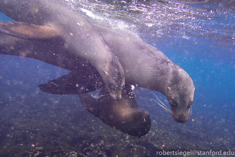 galapagos